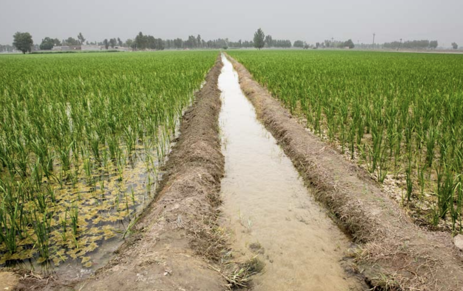 Sustainable Agriculture practices in Haryana